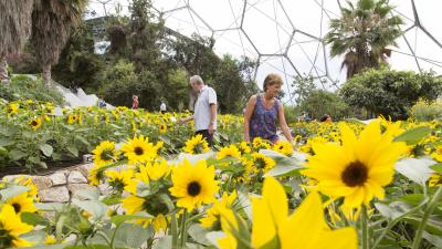 Man and women looking at sunflowers in Eden's Med Biome
